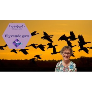 Flyvende G�s - Tag et smugkig